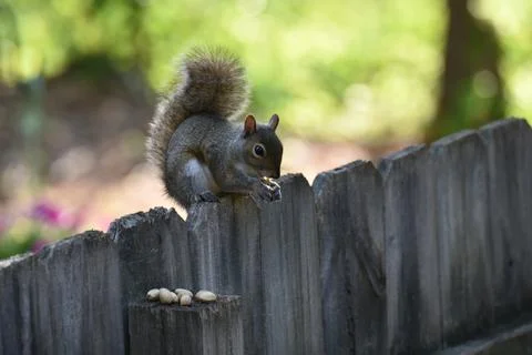 The Charm of a Squirrel in the Wild Stock Photos