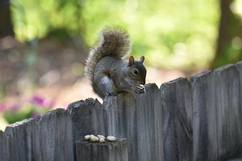 The Charm of a Squirrel in the Wild Stock Photos