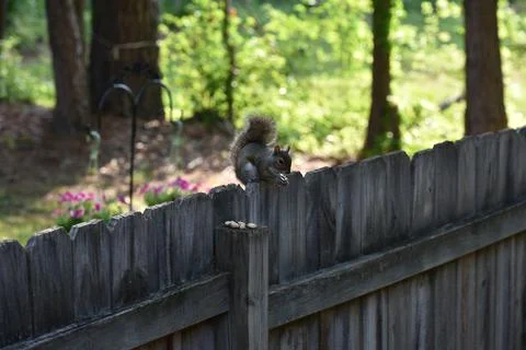 The Charm of a Squirrel in the Wild Stock Photos