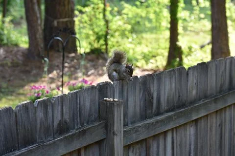 The Charm of a Squirrel in the Wild Stock Photos