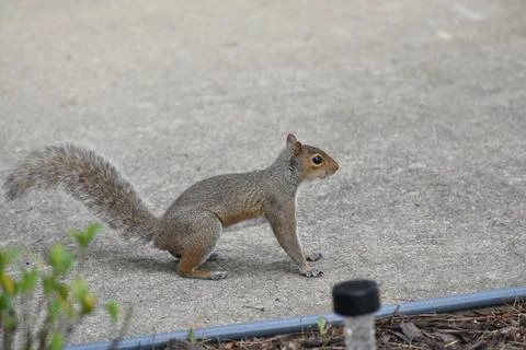 The Charm of a Squirrel in the Wild Stock Photos