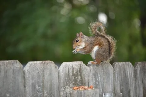 The Charm of a Squirrel in the Wild Stock Photos