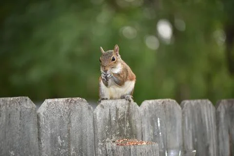 The Charm of a Squirrel in the Wild Foto stock