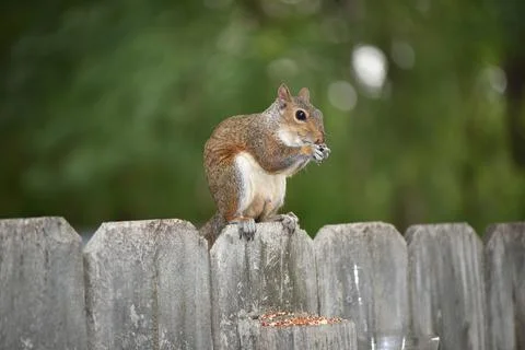 The Charm of a Squirrel in the Wild Stock Photos