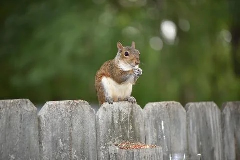 The Charm of a Squirrel in the Wild Stock Photos