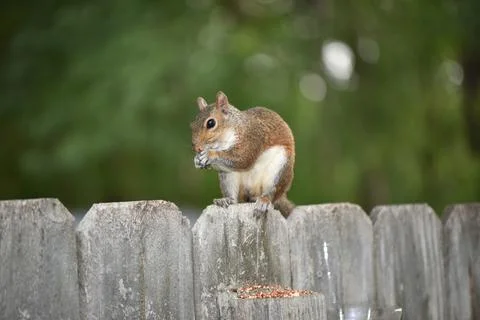 The Charm of a Squirrel in the Wild Stock Photos