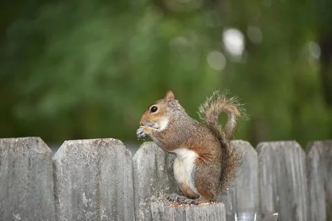 The Charm of a Squirrel in the Wild Stock Photos