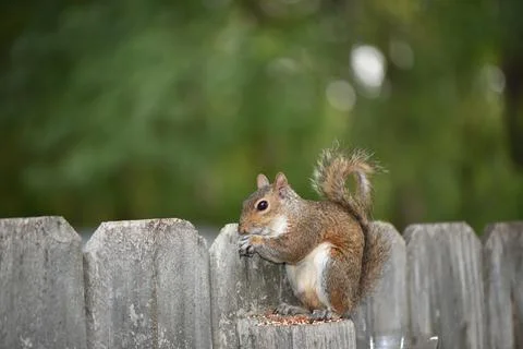 The Charm of a Squirrel in the Wild Stock Photos