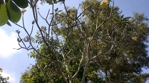 The Charm of Tabebuia Tree Under the Blue Sky Stock Footage 337879984