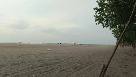 The Charm of Trees by the Beach 2 Stock Photos