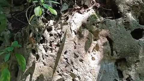The charm of tropical forests and solid limestone rocks. 스톡 동영상 336903664