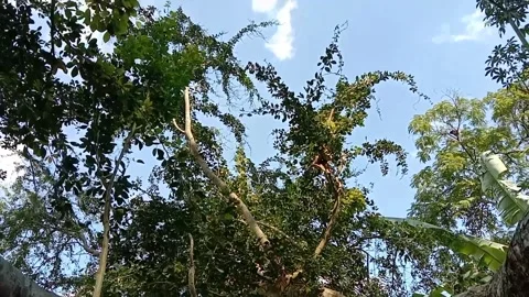 The charm of water guava branches in the middle of green nature. Stock-Footage 340118408