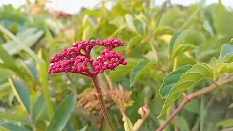 The charm of wild enduduk fruit in the open. 스톡 동영상 333507203