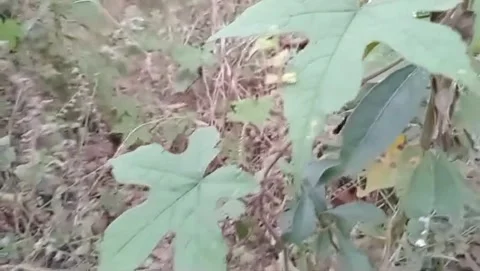 The charm of wild green bitter melon leaves Stock Footage 340019058