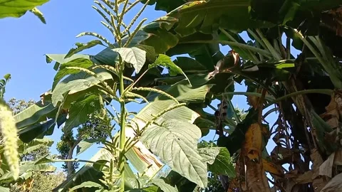 The charm of wild spinach under a blue sky. Stock Footage 338334812