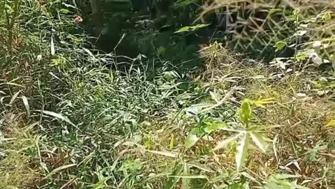 The charm of the wild under the sunlight. Video stock 335562144