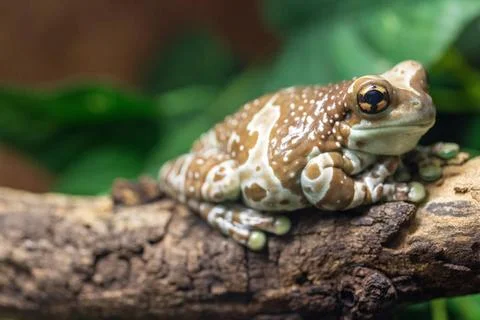 A charming Amazon Milk Frog is peacefully resting on a branch in a lush fo... Stock Photos