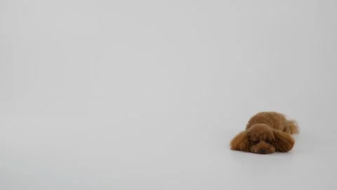 A charming and adorable set of brown dog toys is beautifully placed against a Stock Footage 312251865