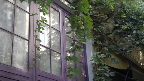 Charming and beautiful vines are cascading gracefully over a lovely purple Stock Footage 280449072