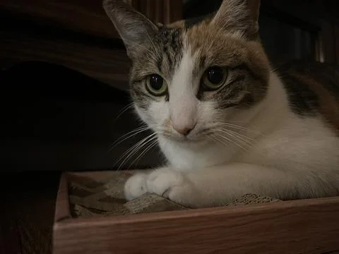 Charming and chubby cat playfully exploring the outdoors, with fluffy fur a.. Stock Photos