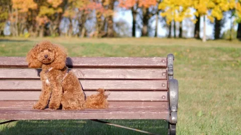 A charming and fluffy poodle rests peacefully on a park bench in autumn Stock Footage 288590081