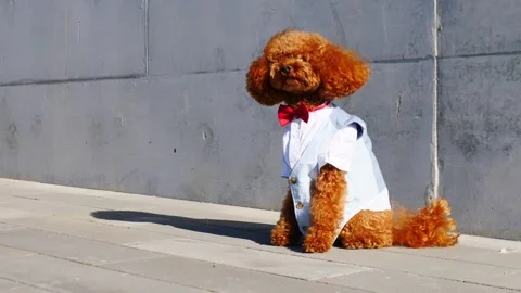 A charming and lovable Dapper Dog wearing a stylish Suit complete with a Bow Tie Video stock 307853234