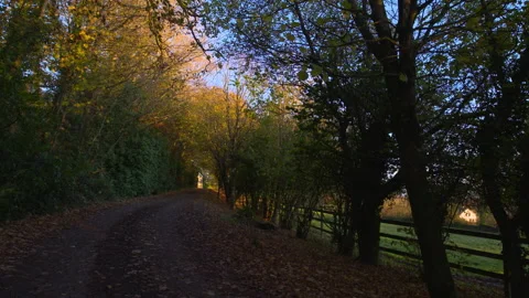 Charming Autumn Fall golden tree lined avenue forest path green Ireland Stock Footage 145109950
