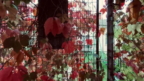 Charming Autumn Scenes Showcasing Vibrant Red Stock-Footage 317559913