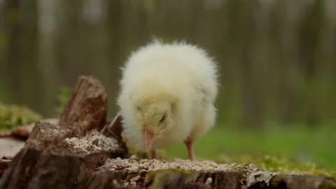 Charming Baby Chick Dedicatedly Exploring Its Natural Habitat in Soft Focus for Stock Footage 313287675