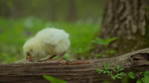 Charming Baby Chick Happily Exploring the Wonders of Nature in Its Beautiful Stock Footage 306602711