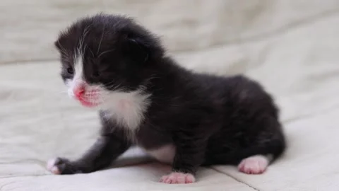 A charming baby kitten peacefully sleeping on a delicate light fabric background Stock Footage 276805575