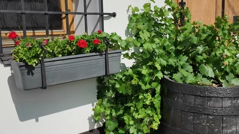 Charming balcony with blooming geraniums and lush green vines in a barrel Видео 339290425