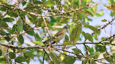 A charming bird basks on a sundrenched branch, its feathers aglow amid Stock Footage 303823849