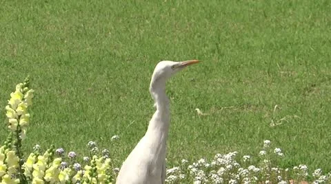 Charming Bird Stock Footage 22199897