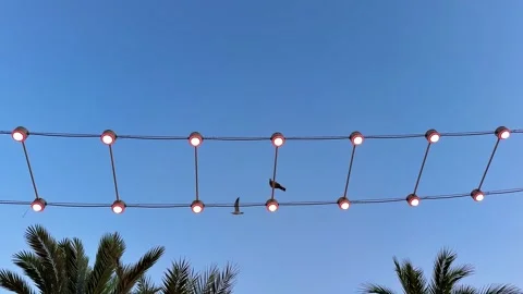 A charming bird perched on a wire decorated with vibrant string lights against a Stock Footage 305362499