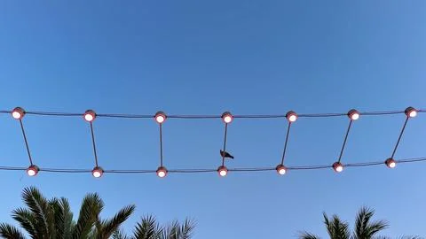 A charming bird perched on a wire decorated with vibrant string lights agai.. Stock Photos