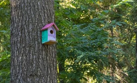 A charming birdhouse is securely affixed to a sturdy tree in the heart of a.. Foto stock