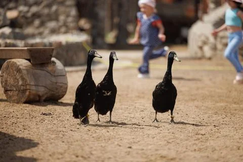 Charming Black Ducks Strut Through a Russian Farmyard While Children Play N.. Stock Photos
