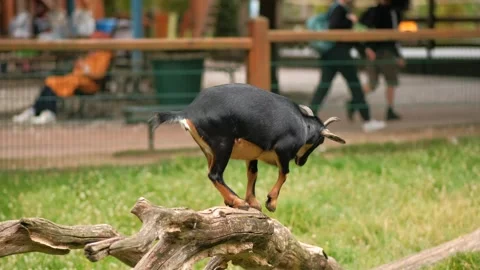 Charming black goat with brown patterns on a log at the zoo. Stock Footage 240469306
