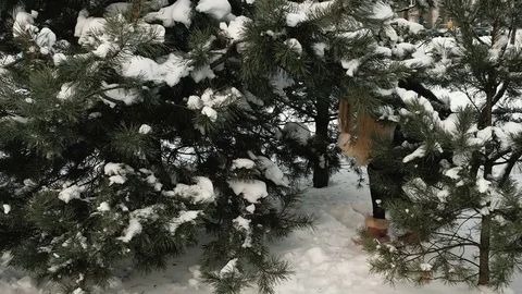 Charming blonde is glad that has found footpath from forest Video stock 70492319