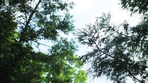 Charming branches of trees green leaf background sky bright garden day plants Stock Footage 98645758