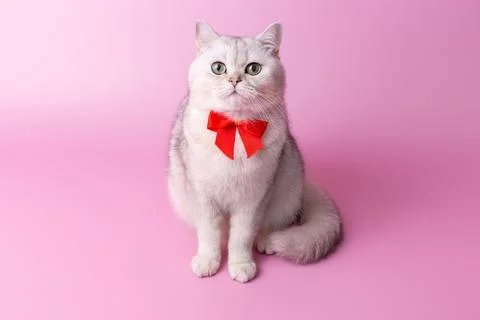 Charming British white cat, with a red bow on her chest, sitting on a pink Stock Photos