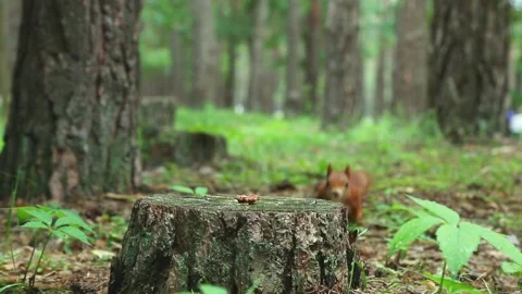 Charming brown fluffy squirrel jumps on stump eats nut runs away Stock Footage 313371993