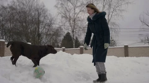Charming brown labrador and middle-aged woman playing ball in backyard in winter 库存影片 236535866