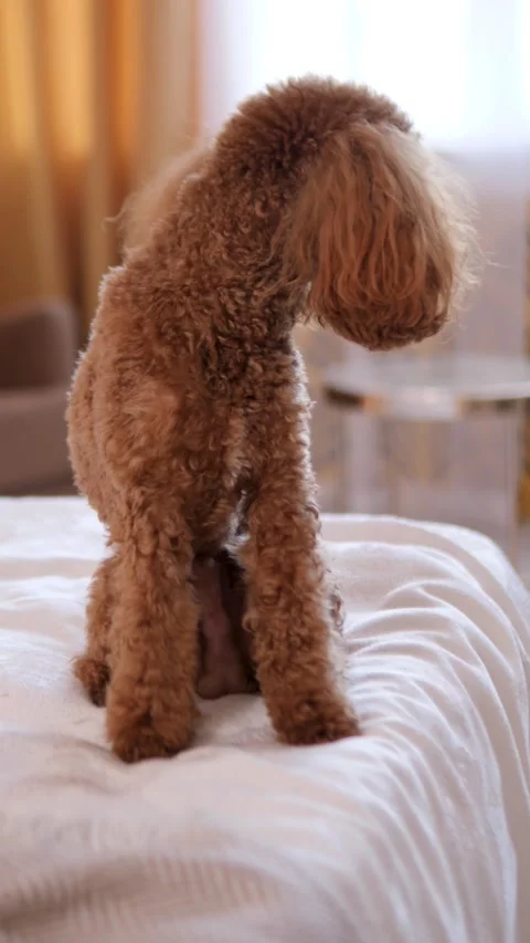 A charming brown poodle sits on a soft bed, exuding calmness and a cuddly nature Stock Footage 307585064