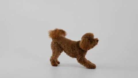 A charming brown poodle walks gracefully on a pristine white background Stock Footage 312252532