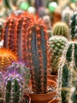 Charming cacti in small decorative pots available for sale at a plant shop Foto stock