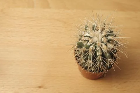 Charming cactus resting in a warm sunlight on a wooden table Photos