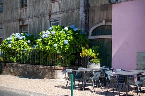 Charming Cafe with Blue Hydrangeas and Pastel Pink Wall in Portugal Stock Photos