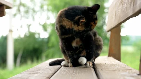 Charming Calico Cat Enjoys a Tranquil Outdoor Moment Stock Footage 338382636
